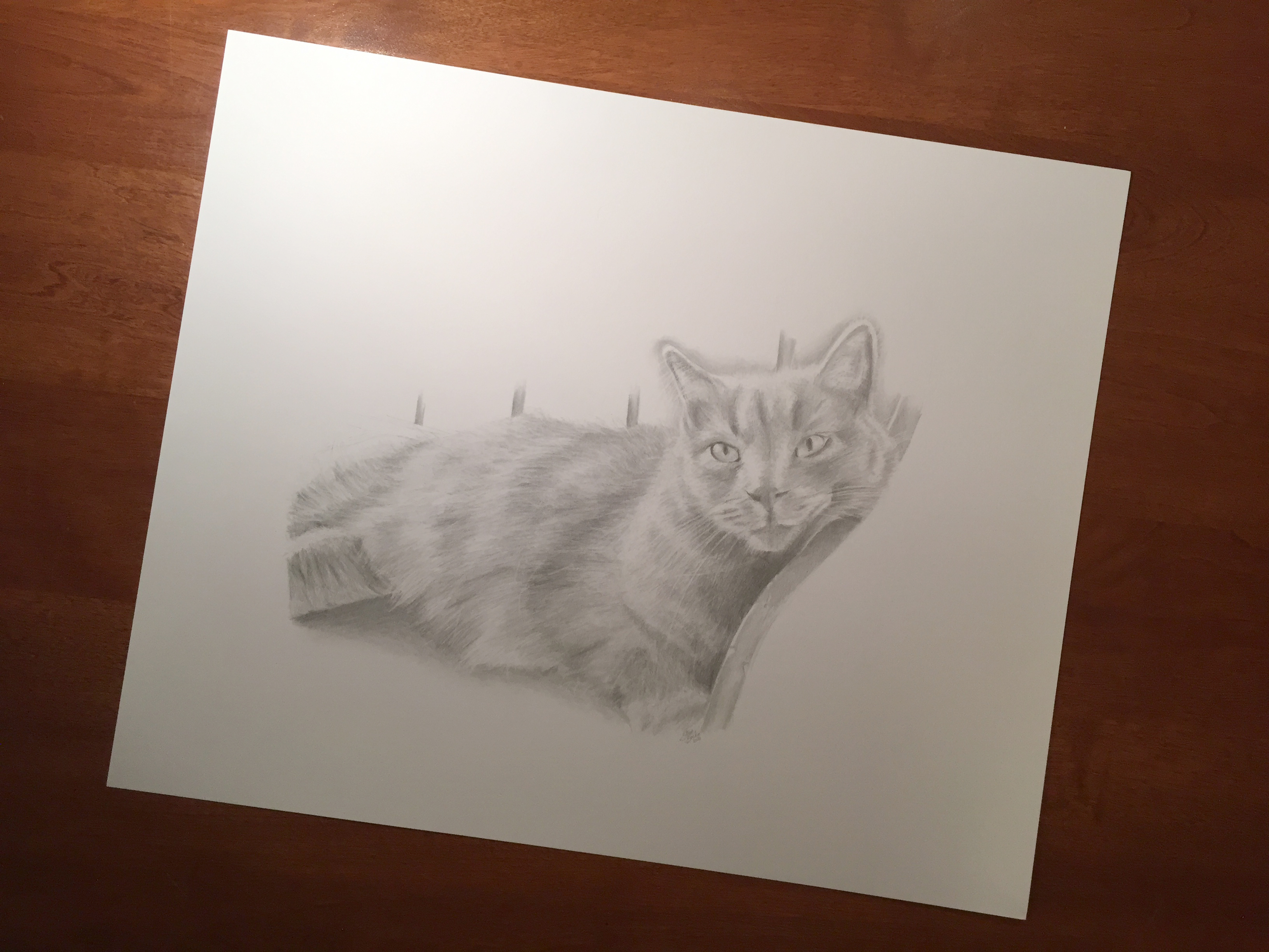 pippin cat drawing full