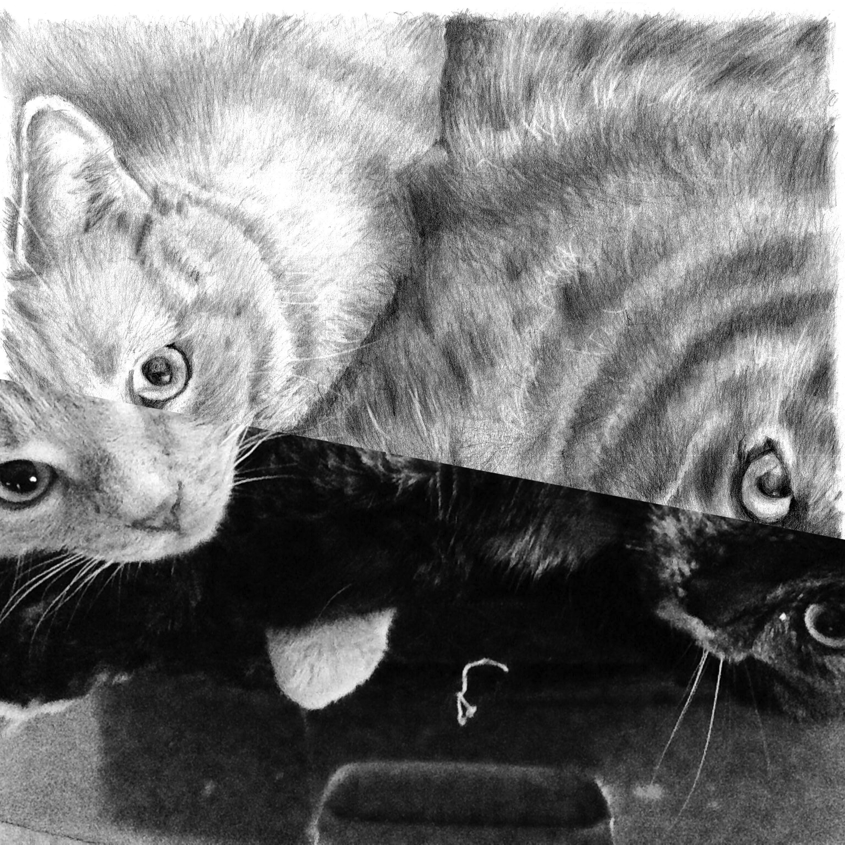 17 mother son cat drawing split