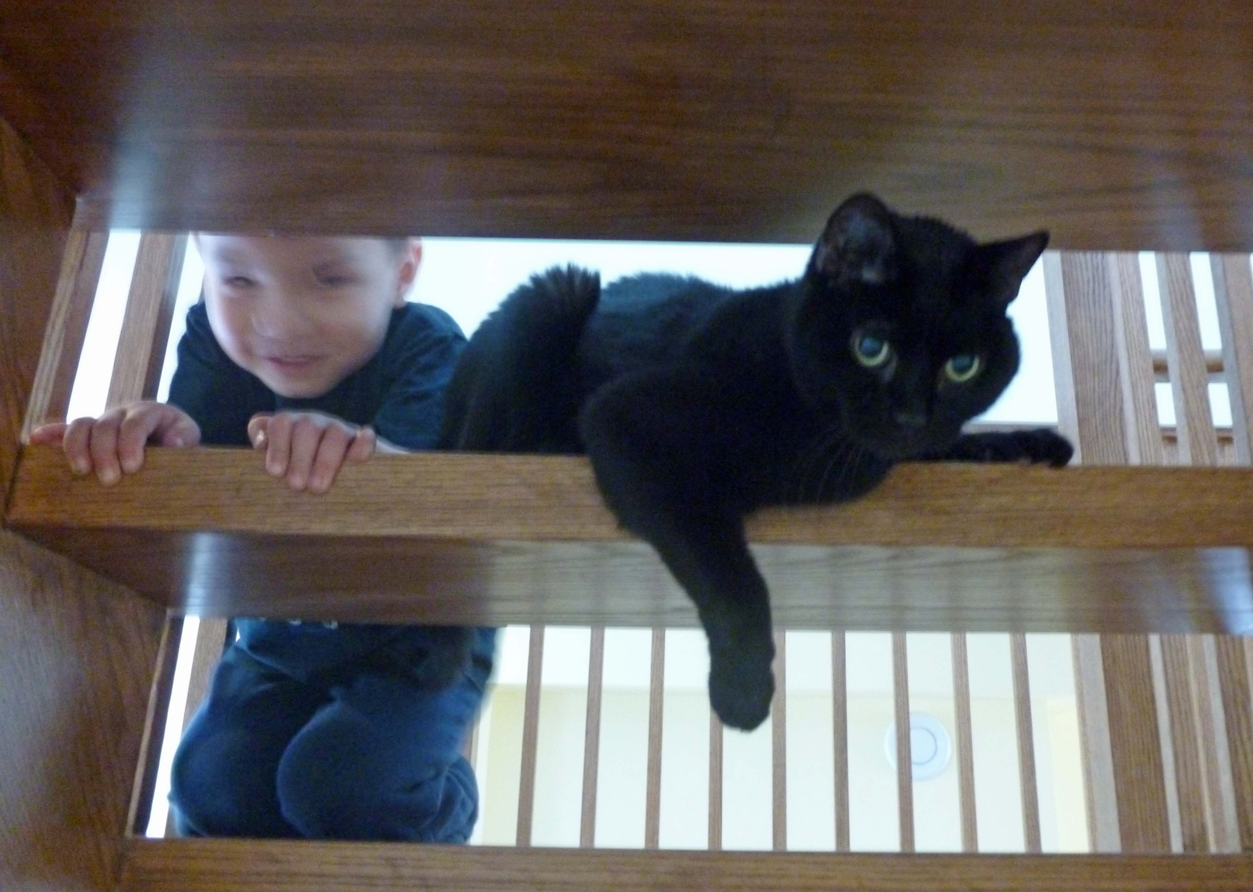 tristan bruno cat drawing photo