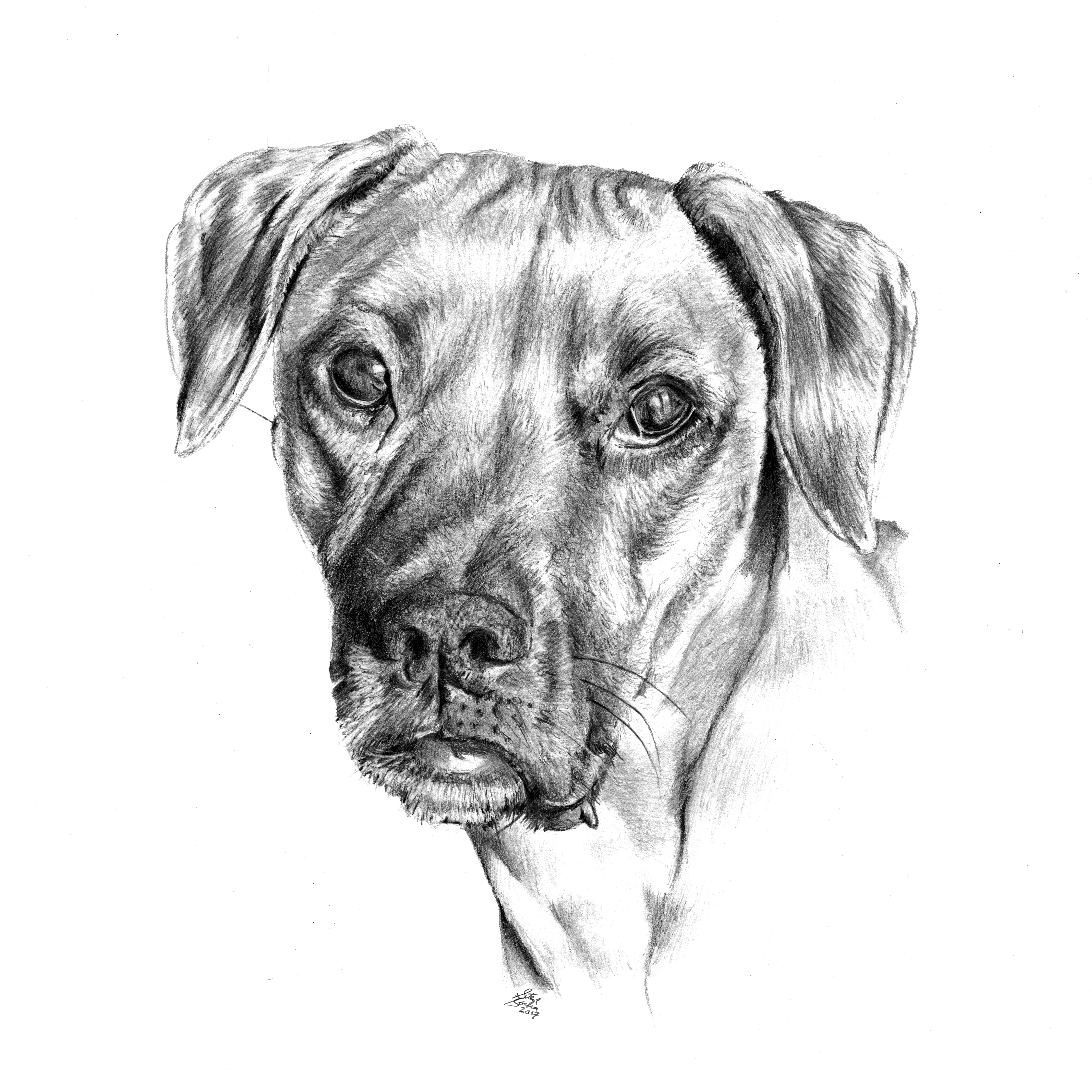 fletcher dog drawing main
