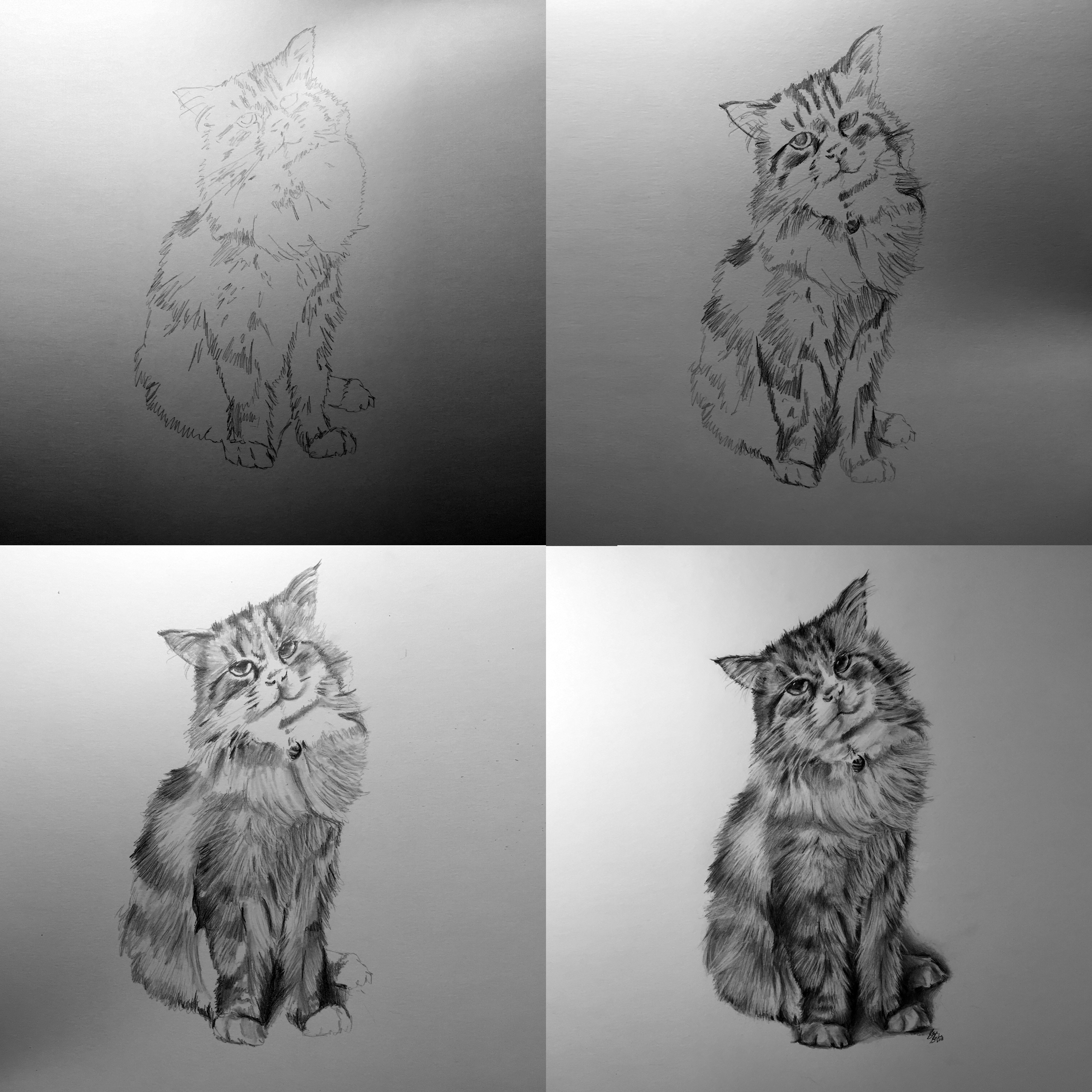 spiff cat drawing process