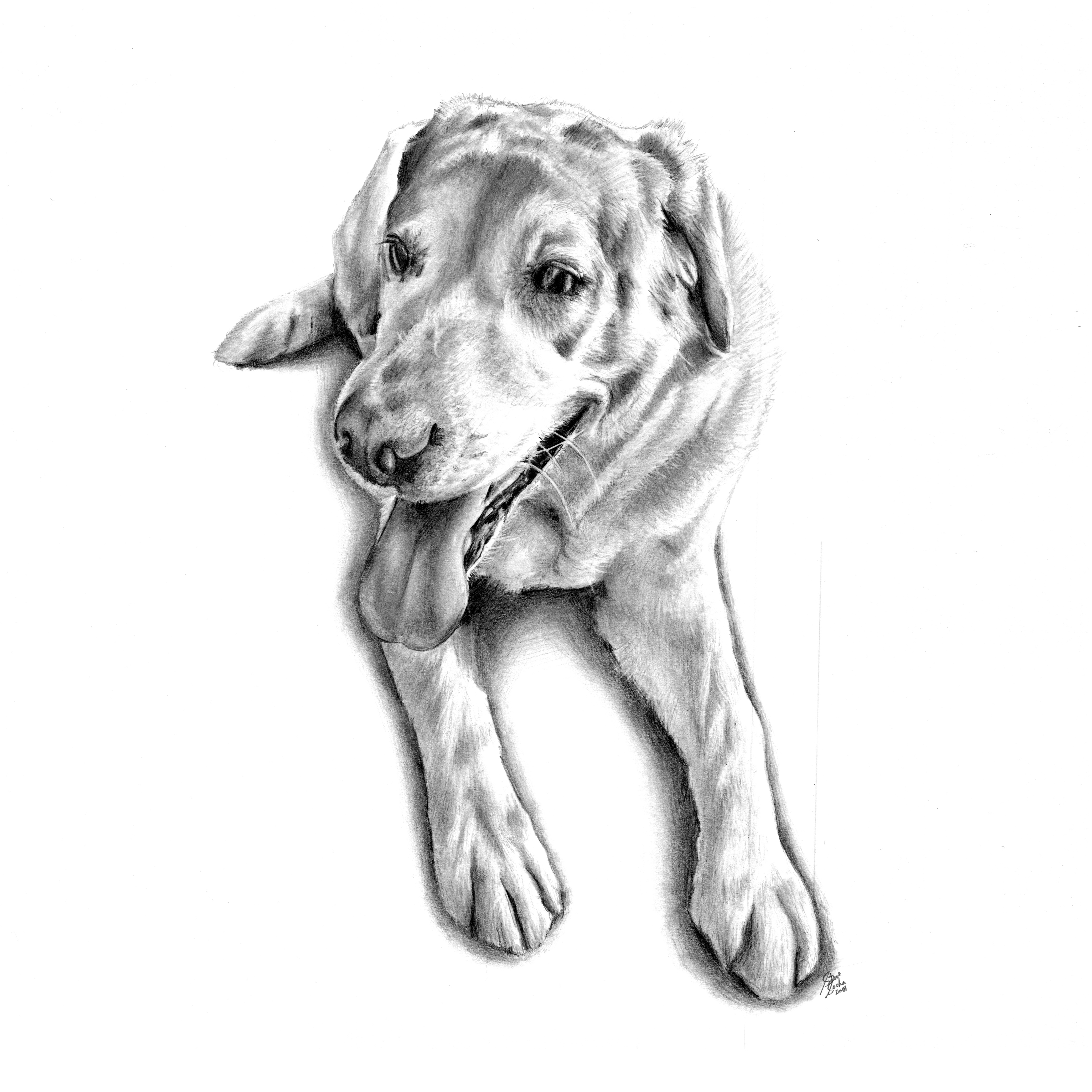 lyla dog drawing main