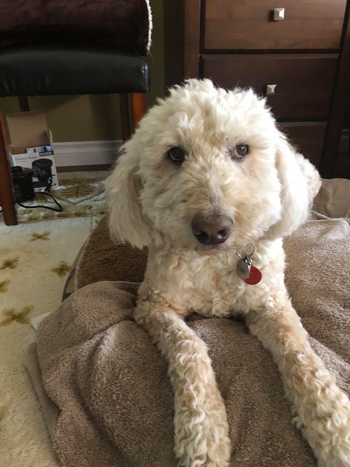 35071126_10155656947965662_7049224673535459328_n