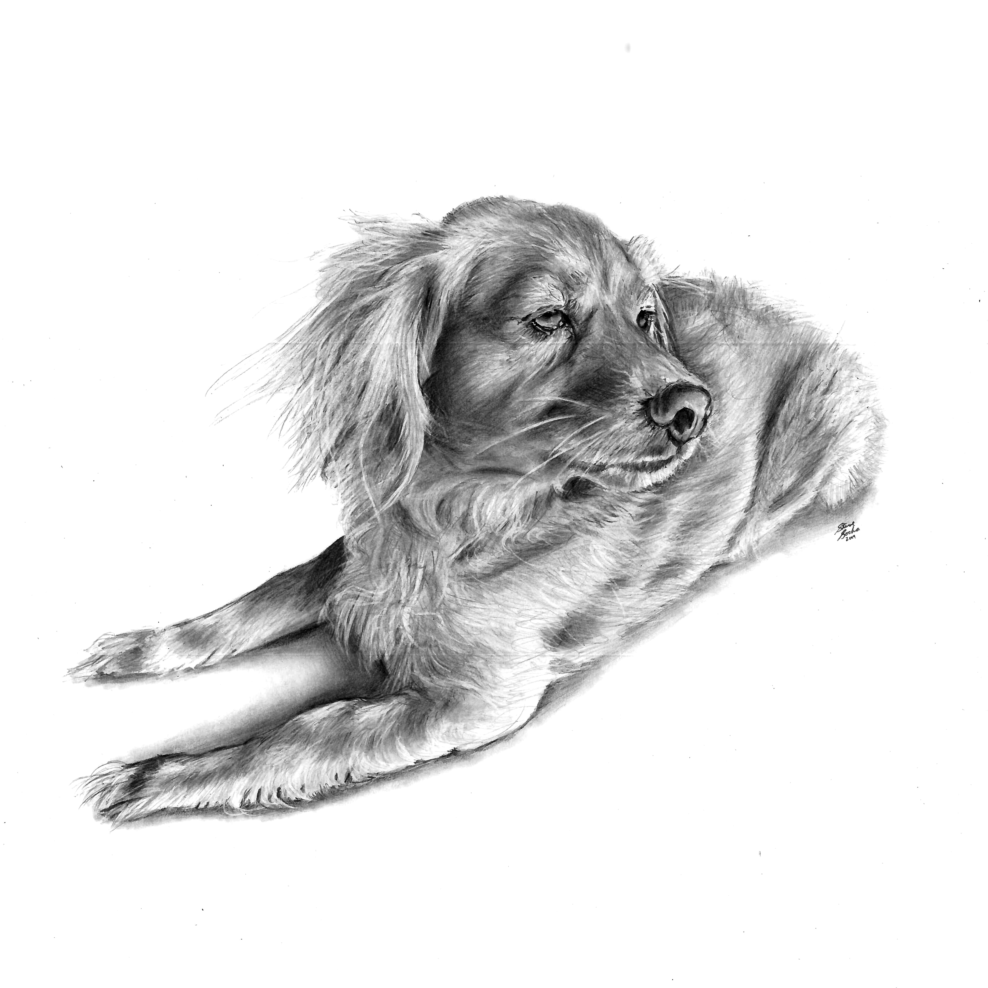 Louie dog drawing main