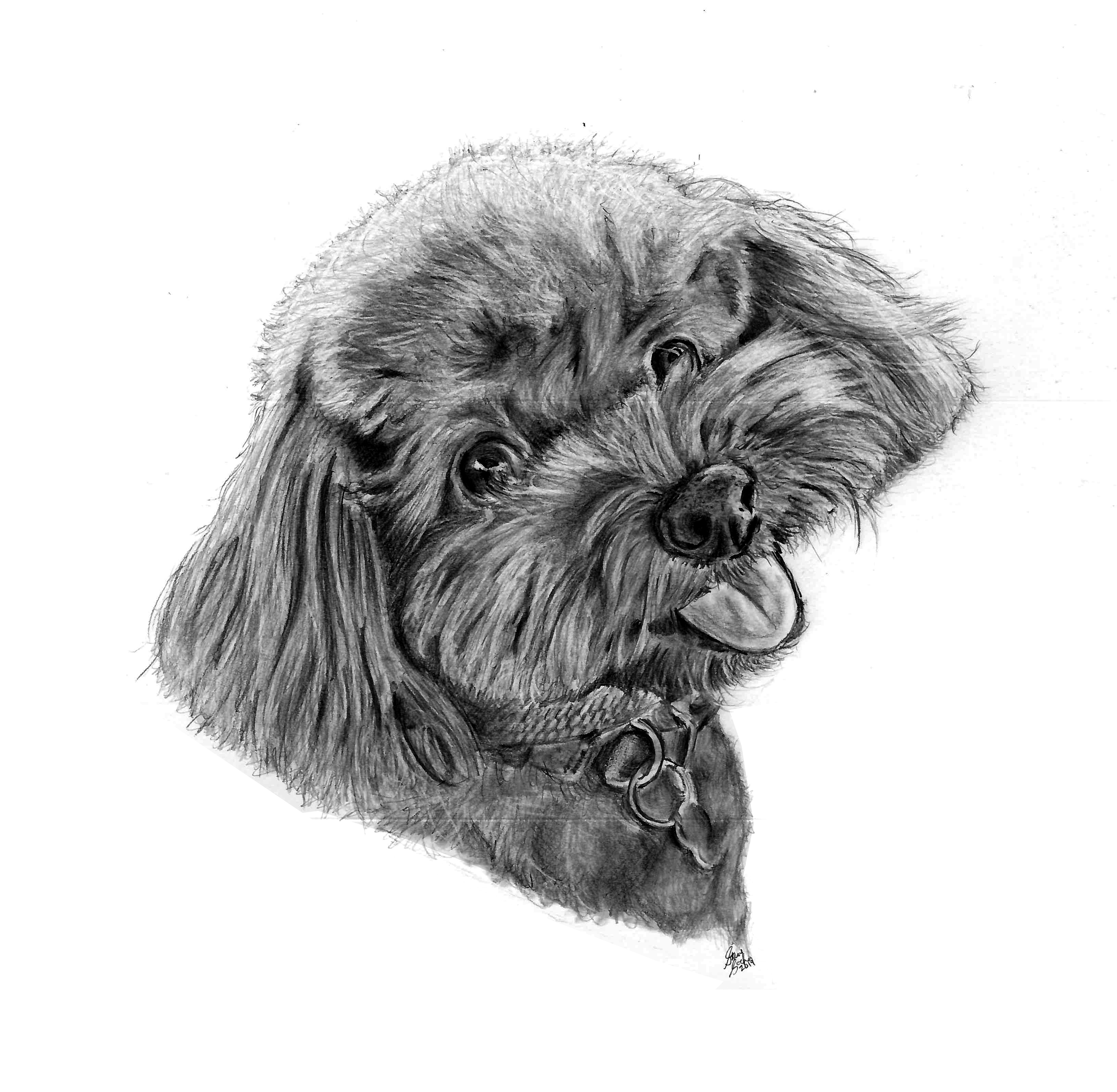 penny dog drawing main