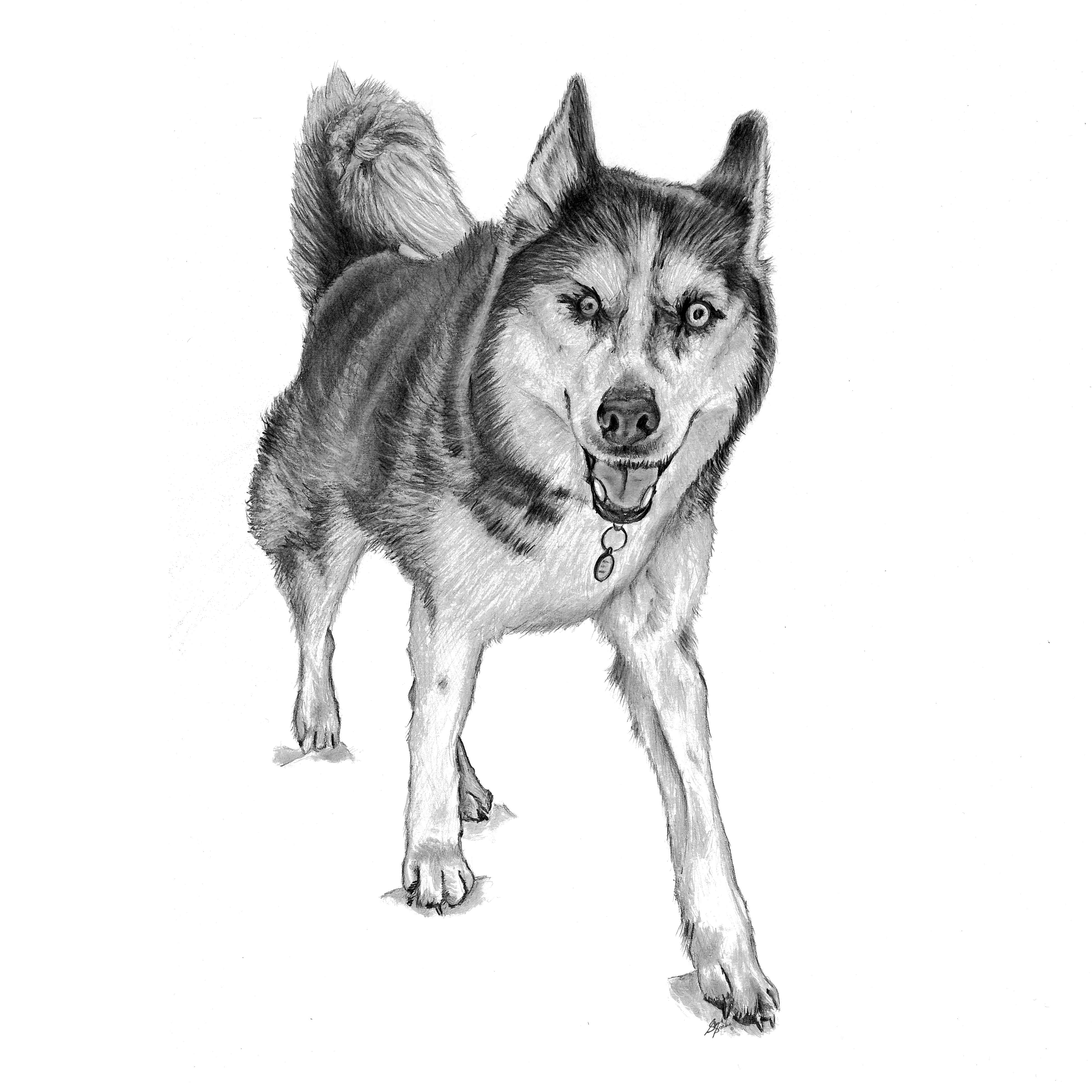 bauer dog drawing main