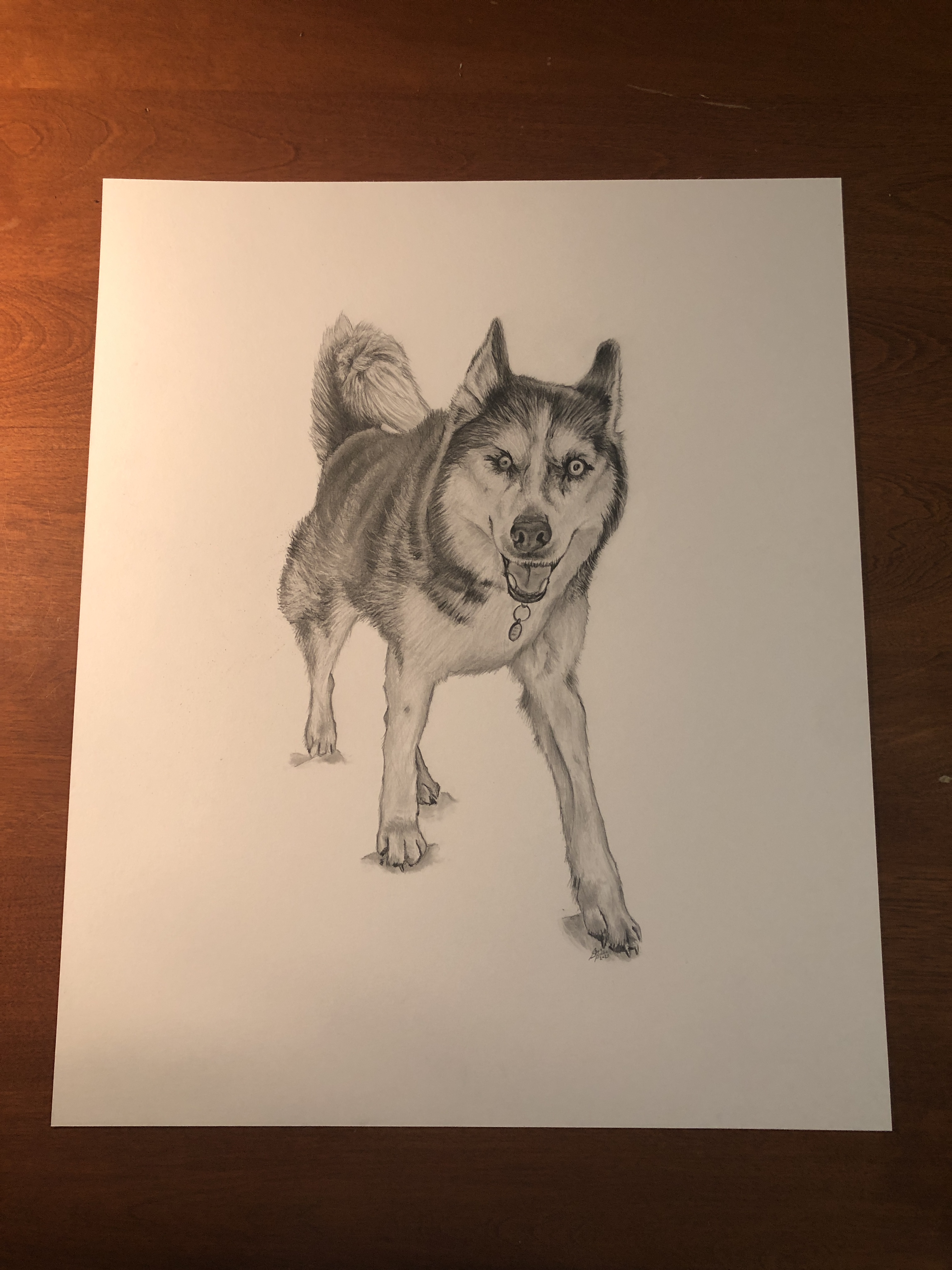 bauer dog drawing table