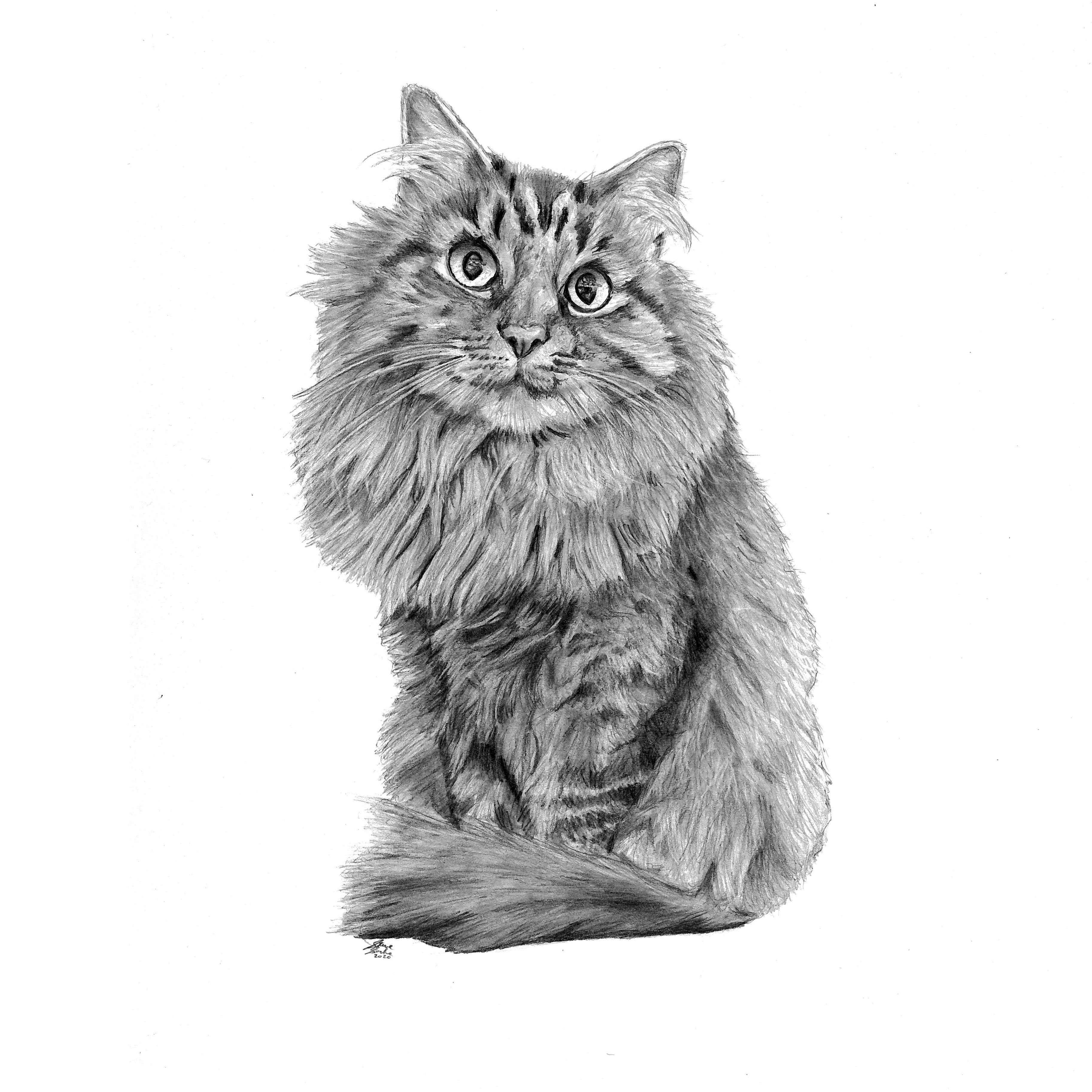 yasmin cat drawing main