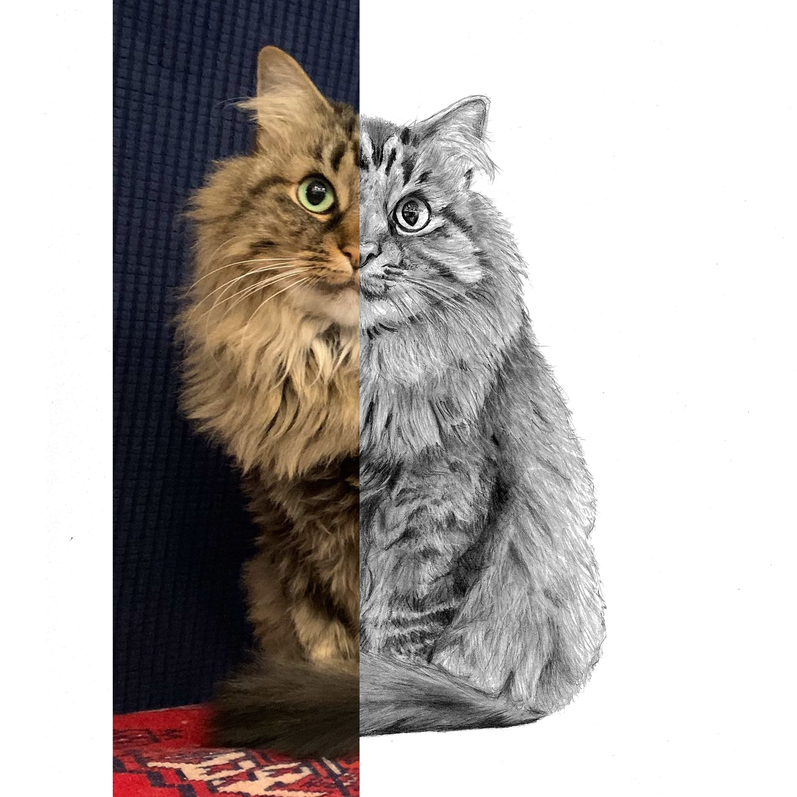 53 yasmin cat drawing split