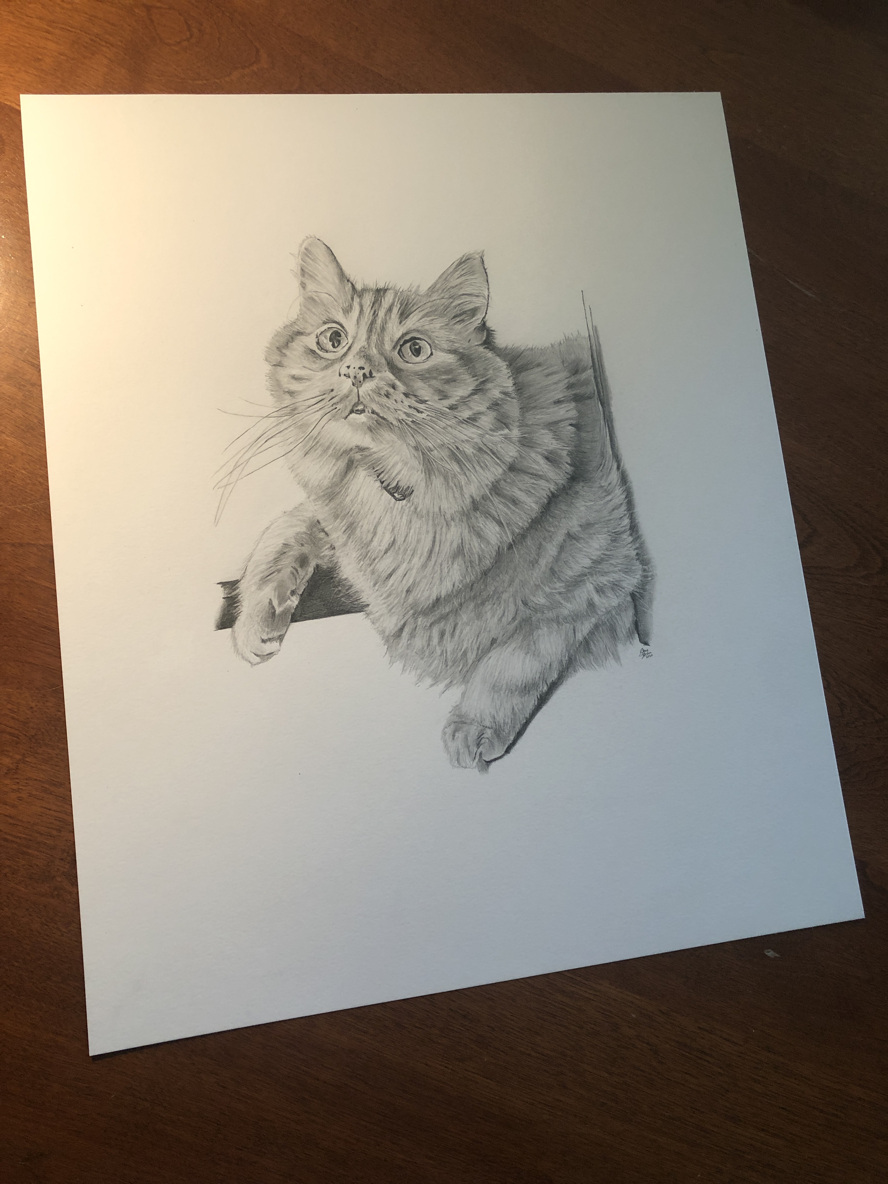 dewey cat drawing on table